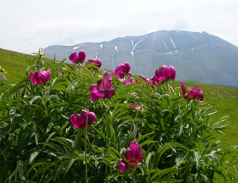 Paeonia officinalis subsp. italica /  Peonia italica